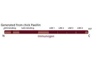 Image no. 3 for anti-Paxillin (PXN) (AA 1-557) antibody (ABIN968067) (Paxillin Antikörper  (AA 1-557))