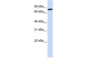 Western Blotting (WB) image for anti-Aconitase 2, Mitochondrial (ACO2) antibody (ABIN2459965) (ACO2 Antikörper)