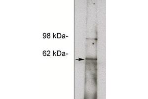 Western blot of HepG2 cell lysate (11 µg/lane) using X1856P (10  µg/ml). (NOTUM Antikörper)