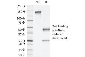 SDS-PAGE Analysis Purified Napsin A Mouse Monoclonal Antibody (NAPSA/1239). (NAPSA Antikörper  (AA 189-299))