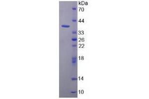 SDS-PAGE analysis of Mouse Apolipoprotein C2 Protein. (Apolipoprotein C-II Protein (APOC2))