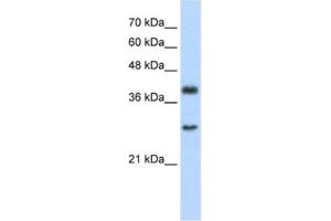 Western Blotting (WB) image for anti-Cytosolic Iron-Sulfur Protein Assembly 1 (CIAO1) antibody (ABIN2460941) (CIAO1 Antikörper)