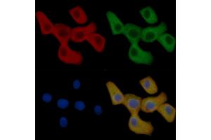 SHP2 Mouse Monoclonal Antibody staining Hela cells by IF/ICC.