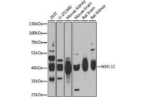 Western blot analysis of extracts of various cell lines, using NSFL1C antibody (ABIN6131003, ABIN6144873, ABIN6144874 and ABIN6222382) at 1:1000 dilution. (NSFL1C Antikörper  (AA 1-185))