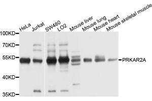 Western blot analysis of extracts of HepG2 cell and Hela cell line, using PRKAR2A antibody. (PRKAR2A Antikörper)