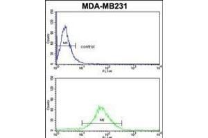 FMO3 Antibody (N-term) (ABIN390888 and ABIN2841098) flow cytometric analysis of MDA-M cells (bottom histogram) compared to a negative control cell (top histogram).