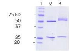Purity control (SDS PAGE): Polyacrylamide gel 13,5 % under denaturated conditions. (Nitrotyrosine Antikörper)