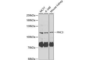 Western blot analysis of extracts of various cell lines, using PHC3 Antibody (ABIN6132485, ABIN6145528, ABIN6145530 and ABIN6222140) at 1:1000 dilution. (PHC3 Antikörper  (AA 100-300))