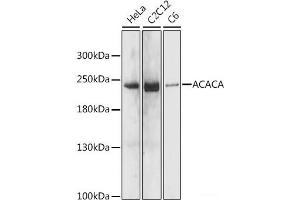 Western blot analysis of extracts of various cell lines using ACACA Polyclonal Antibody at dilution of 1:1000. (Acetyl-CoA Carboxylase alpha Antikörper)