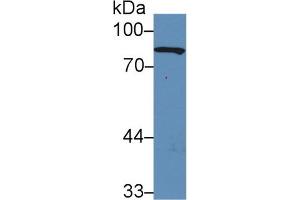Western Blotting (WB) image for anti-Gelsolin (GSN) (AA 432-780) antibody (ABIN1078062)