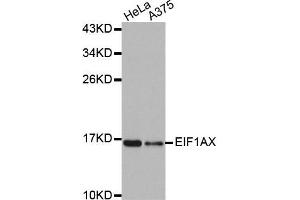 Western Blotting (WB) image for anti-Eukaryotic Translation Initiation Factor 1A, X-Linked (EIF1AX) antibody (ABIN1876946) (EIF1AX Antikörper)