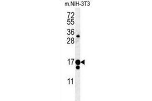 Western Blotting (WB) image for anti-Intraflagellar Transport 43 Homolog (IFT43) antibody (ABIN3002323) (IFT43 Antikörper)