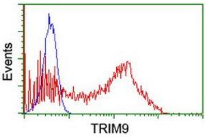 Image no. 2 for anti-Tripartite Motif Containing 9 (TRIM9) (AA 284-669) antibody (ABIN1491326) (TRIM9 Antikörper  (AA 284-669))