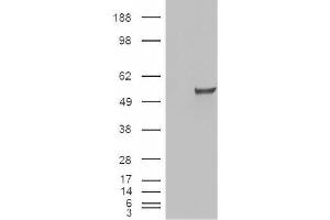 Image no. 2 for anti-Estrogen-Related Receptor gamma (ESRRG) (Internal Region) antibody (ABIN375117) (ESRRG Antikörper  (Internal Region))