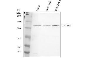 anti-Toll-Like Receptor Adaptor Molecule 1 (TICAM1) (AA 53-84), (N-Term) antibody