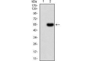 Western Blotting (WB) image for anti-PR Domain Containing 14 (PRDM14) (AA 4-203) antibody (ABIN7193165)