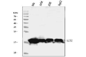 Western blot analysis of PC4/SUB1 using anti-PC4/SUB1 antibody (ABIN7602184). (SUB1 Antikörper  (AA 62-127))