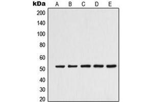 Western blot analysis of Alpha-tubulin 3C/D/E expression in K562 (A), Jurkat (B), HeLa (C), HepG2 (D), NIH3T3 (E) whole cell lysates. (alpha-Tubulin 3C/D/E (C-Term) Antikörper)
