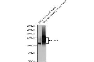 Western blot analysis of extracts of HeLa cells, using A antibody (ABIN1512611, ABIN3021021, ABIN3021022, ABIN1513797 and ABIN6213916) at 1:500 dilution. (ATP1A (AA 551-850) Antikörper)
