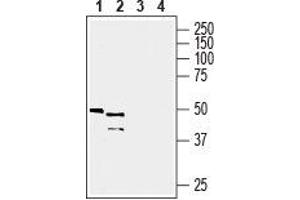 Western blot analysis of mouse kidney lysate (lanes 1 and 3) and mouse liver membrane (lanes 2 and 4): - 1, 2.