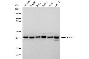 Western blotting analysis using ALKBH1 antibody (ABIN7797579). (Rekombinanter ALKBH1 Antikörper)