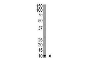 Western blot analysis: UBA52 antibody staining of HeLa cell lysate.
