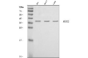 Western blot analysis of Hox8/MSX2 using anti-Hox8/MSX2 antibody (ABIN7598976).