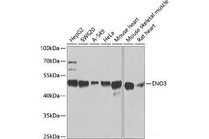 Western blot analysis of extracts of various cell lines using ENO3 Polyclonal Antibody at dilution of 1:1000. (ENO3 Antikörper)