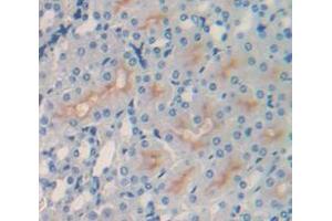 IHC-P analysis of Mouse Tissue, with DAB staining. (VCAM1 Antikörper  (AA 511-682))