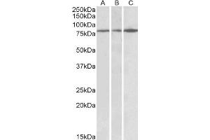 ABIN2564374 (0. (PAPD5 Antikörper  (AA 78-90))