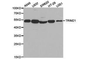 Western Blotting (WB) image for anti-Tripartite Motif Containing 21 (TRIM21) antibody (ABIN1875204) (TRIM21 Antikörper)