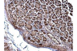 IHC-P Image NDUFS3 antibody detects NDUFS3 protein at cytosol on mouse stomach by immunohistochemical analysis.