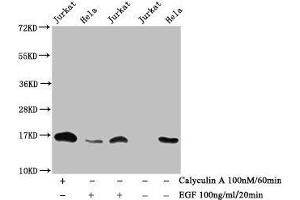 Western Blot Detected samples: Jurkat whole cell lysate, Hela whole cell lysate, Untreated (-) or treated (+) with Calyculin A and EGF All lanes: HIST1H3A antibody at 1:1000 Secondary Goat polyclonal to rabbit IgG at 1/40000 dilution Predicted band size: 16 kDa Observed band size: 16 kDa (HIST1H3A Antikörper  (pThr3))
