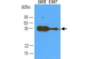 Western blot analysis cell lysates of 293T and U937 (40 ug) were resolved by SDS - PAGE , transferred to NC membrane and probed with PDCD1 monoclonal antibody , clone 4F12 (1 : 500) . (PD-1 Antikörper  (AA 21-167))