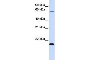 WB Suggested Anti-FAM19A3 Antibody Titration:  0. (FAM19A3 Antikörper  (Middle Region))
