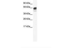 Image no. 1 for anti-Acetylcholine Receptor Subunit alpha (CHRNA1) (N-Term) antibody (ABIN6735461) (CHRNA1 Antikörper  (N-Term))