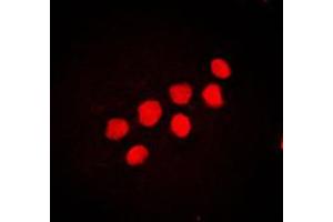 Immunofluorescent analysis of CUX1 staining in NIH3T3 cells. (CUX1 Antikörper  (N-Term))