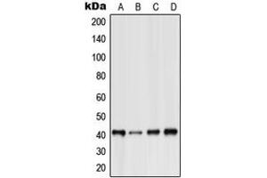 Western blot analysis of GPR15 expression in HeLa (A), Raw264. (GPR15 Antikörper  (Center))