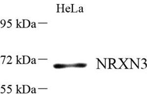 Western blot analysis of NRXN3 (ABIN7074807) at dilution of 1: 500