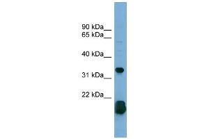 WB Suggested Anti-RHOF Antibody Titration: 0.