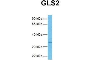 Western Blotting (WB) image for anti-Glutaminase 2 (Liver, Mitochondrial) (GLS2) (Middle Region) antibody (ABIN2781319)