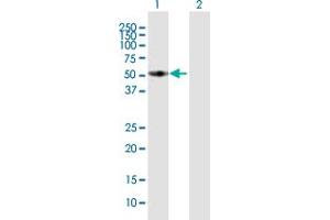 Western Blot analysis of FMO3 expression in transfected 293T cell line by FMO3 MaxPab polyclonal antibody.