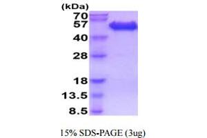 SDS-PAGE (SDS) image for CD99 (CD99) (AA 23-122) protein (hIgG-His-tag) (ABIN5854927)