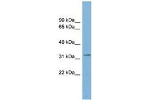 Image no. 1 for anti-Transmembrane Protein 163 (TMEM163) (AA 143-192) antibody (ABIN6742039) (TMEM163 Antikörper  (AA 143-192))