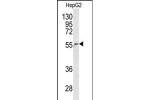 Western blot analysis of NUP62 antibody (C-term ) (ABIN391711 and ABIN2841603) in HepG2 cell line lysates (35 μg/lane). (NUP62 Antikörper  (C-Term))