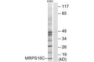 Western blot analysis of extracts from K562 cells, using MRPS18C antibody. (MRPS18C Antikörper)