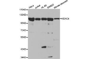 Western blot analysis of extracts of various cell lines, using HDAC4 antibody (ABIN5970069) at 1/1000 dilution. (HDAC4 Antikörper)