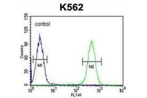 Flow cytometric analysis of K562 cells using HDAC2 Antibody (Center) Cat. (HDAC2 Antikörper  (Middle Region))