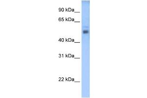 STEAP3 antibody used at 0. (STEAP3 Antikörper  (C-Term))