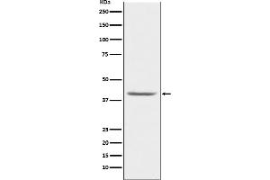 Western blot analysis of PON1 expression in human plasma lysate.